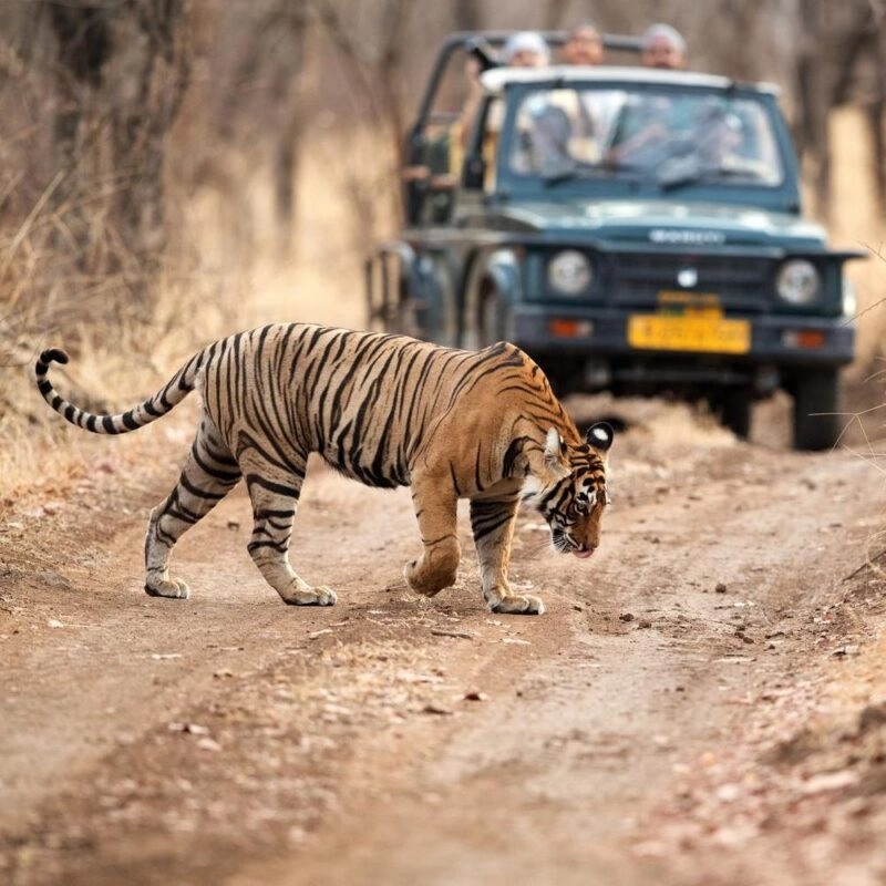 AdobeStock_353868914-Ranthambore-Tiger-safari-800x0